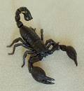SCORPION